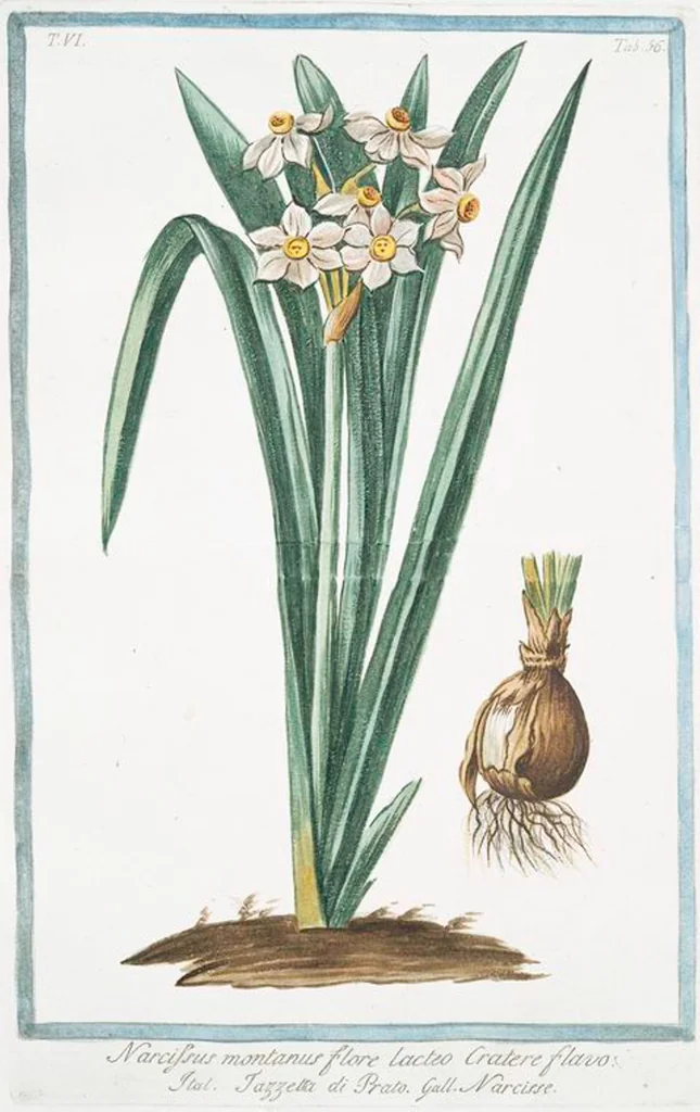 An illustration from Hortus Romanus plantaru, 1772, leaf 568
