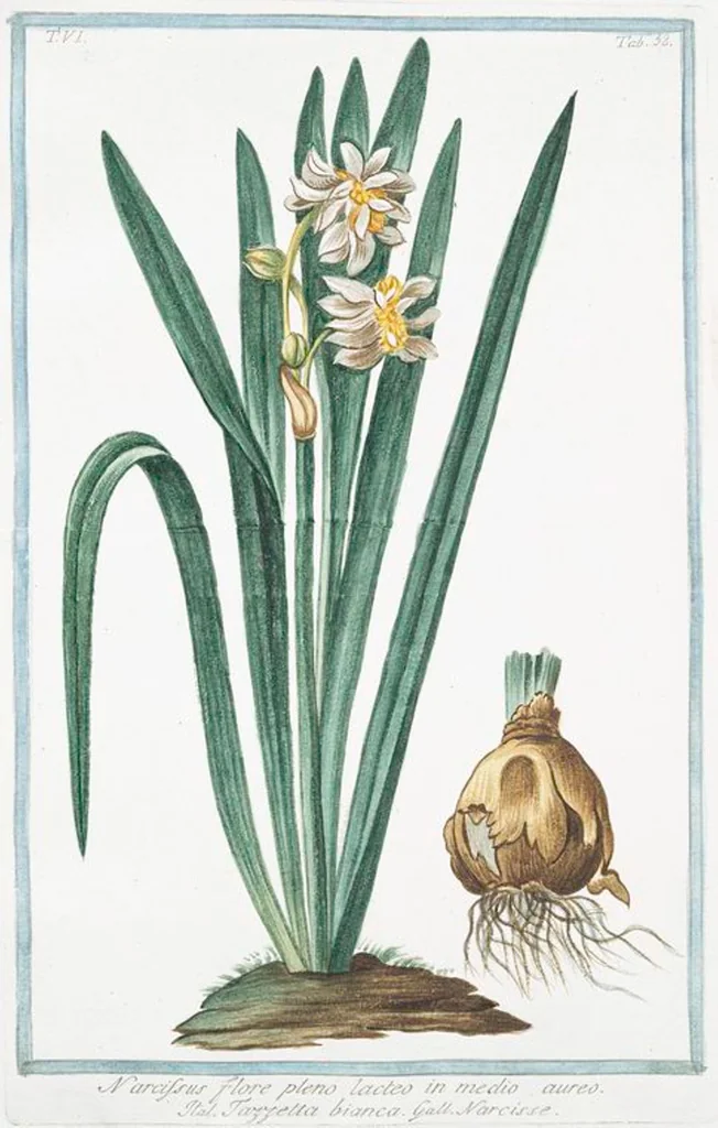 An illustration from Hortus Romanus plantaru, 1772, leaf 570