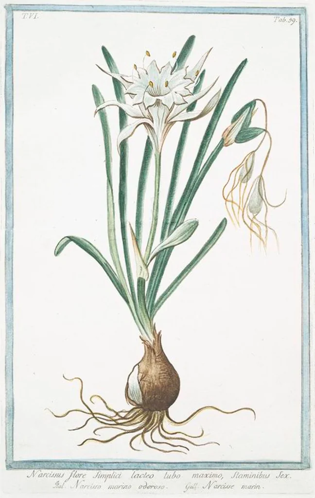 An illustration from Hortus Romanus plantaru, 1772, leaf 571