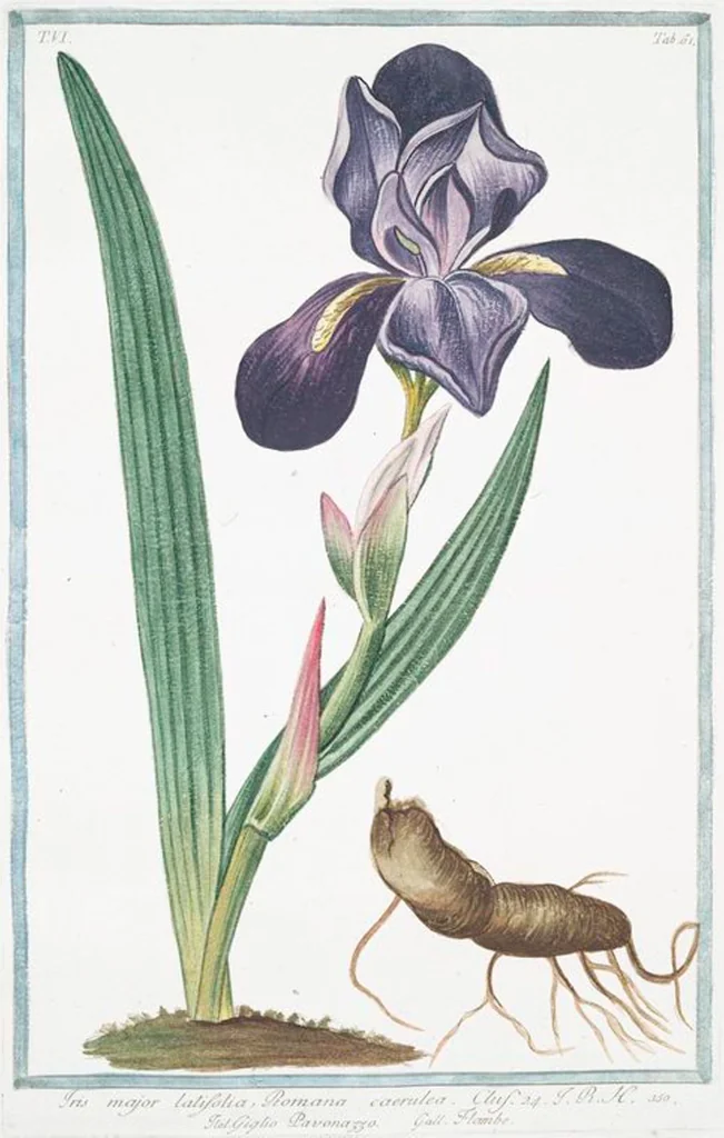 An illustration from Hortus Romanus plantaru, 1772, leaf 573