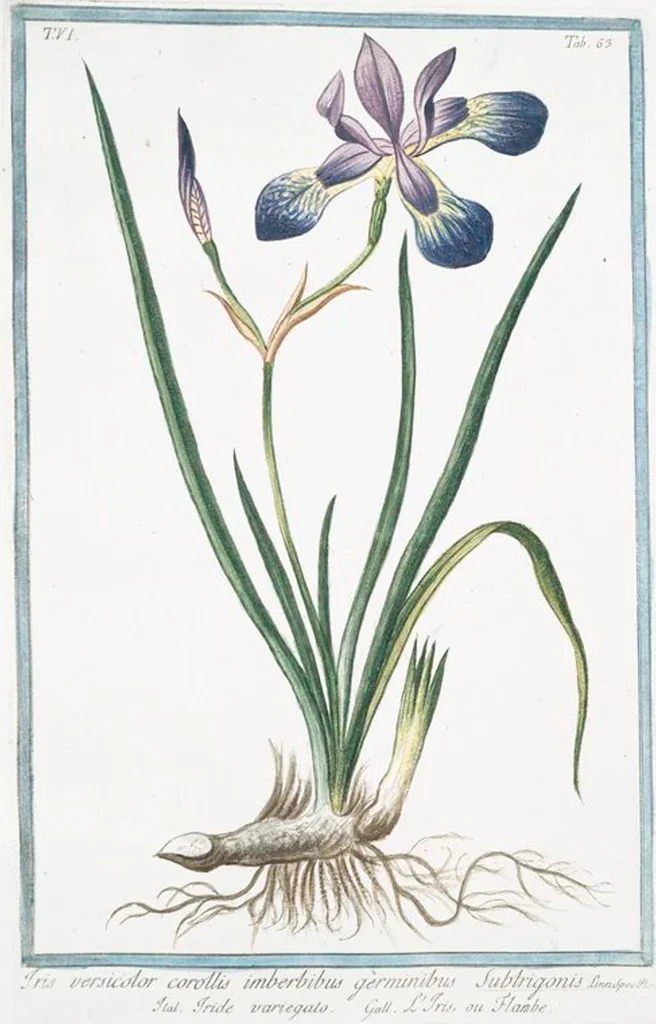 An illustration from Hortus Romanus plantaru, 1772, leaf 575