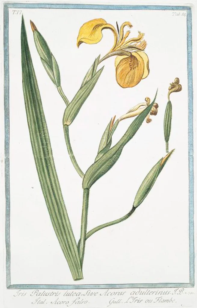 An illustration from Hortus Romanus plantaru, 1772, leaf 576