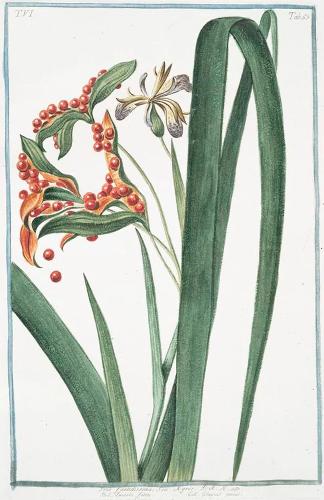 An illustration from Hortus Romanus plantaru, 1772, leaf 577