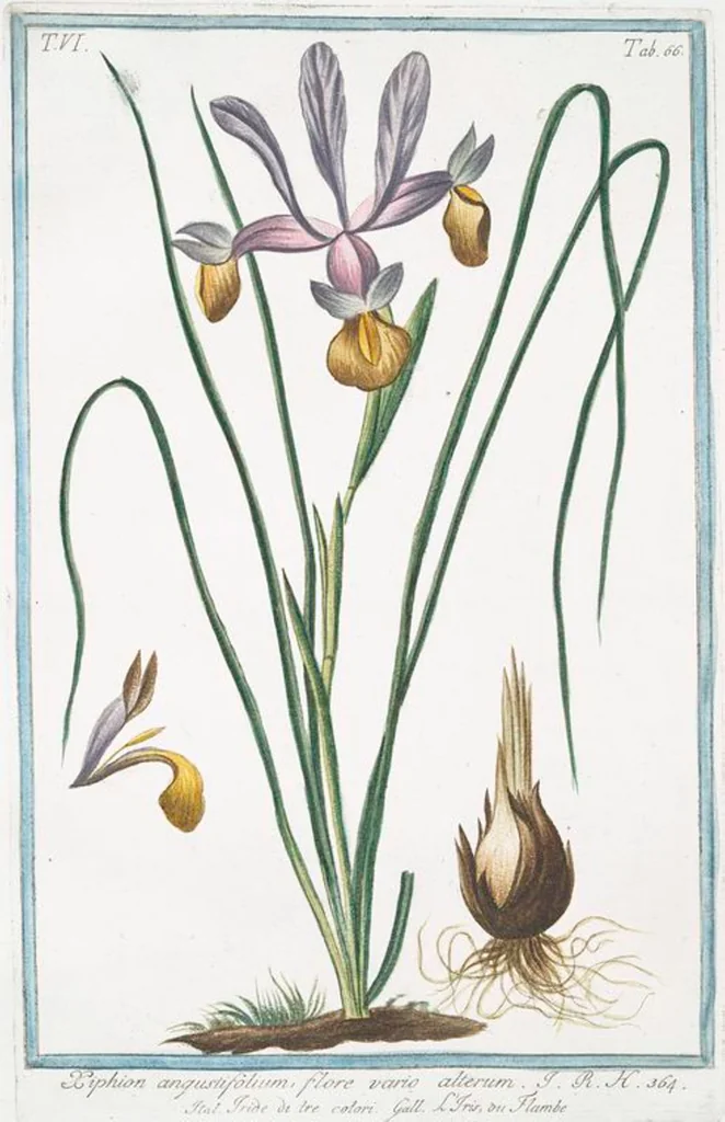 An illustration from Hortus Romanus plantaru, 1772, leaf 578