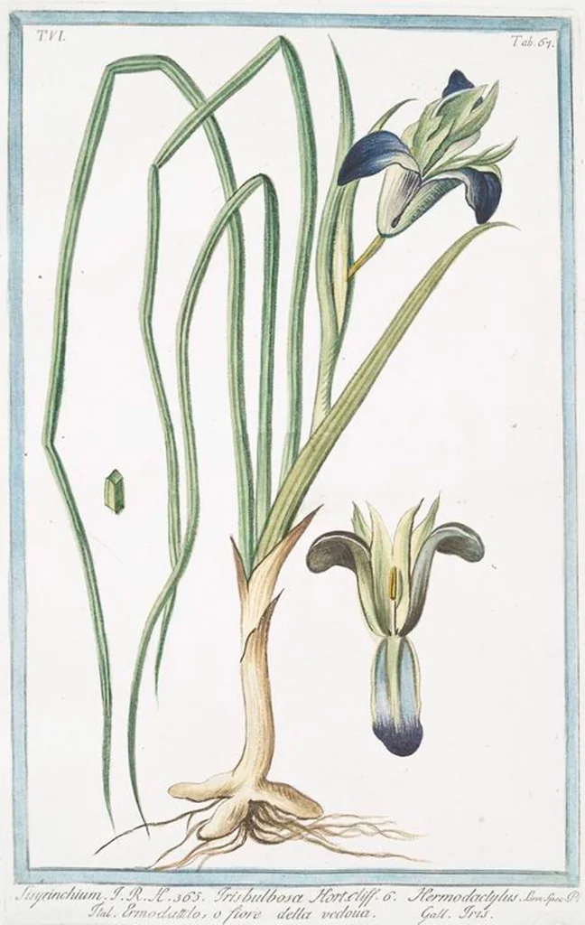 An illustration from Hortus Romanus plantaru, 1772, leaf 579