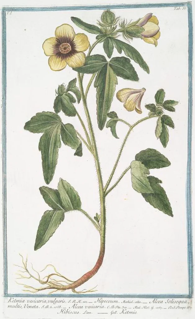 An illustration from Hortus Romanus plantaru, 1772, leaf 58