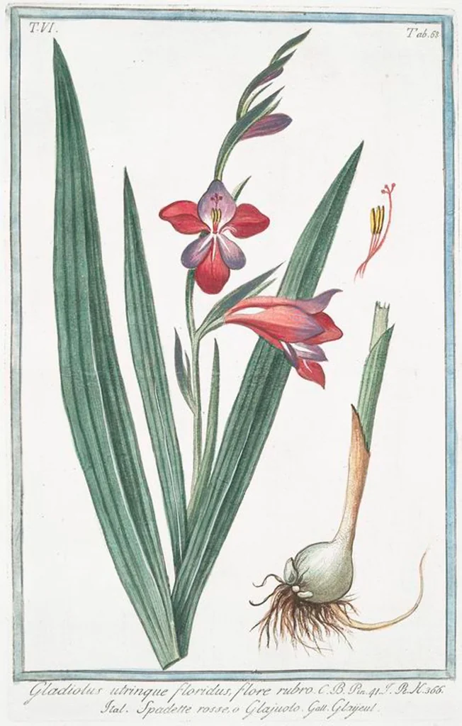 An illustration from Hortus Romanus plantaru, 1772, leaf 580