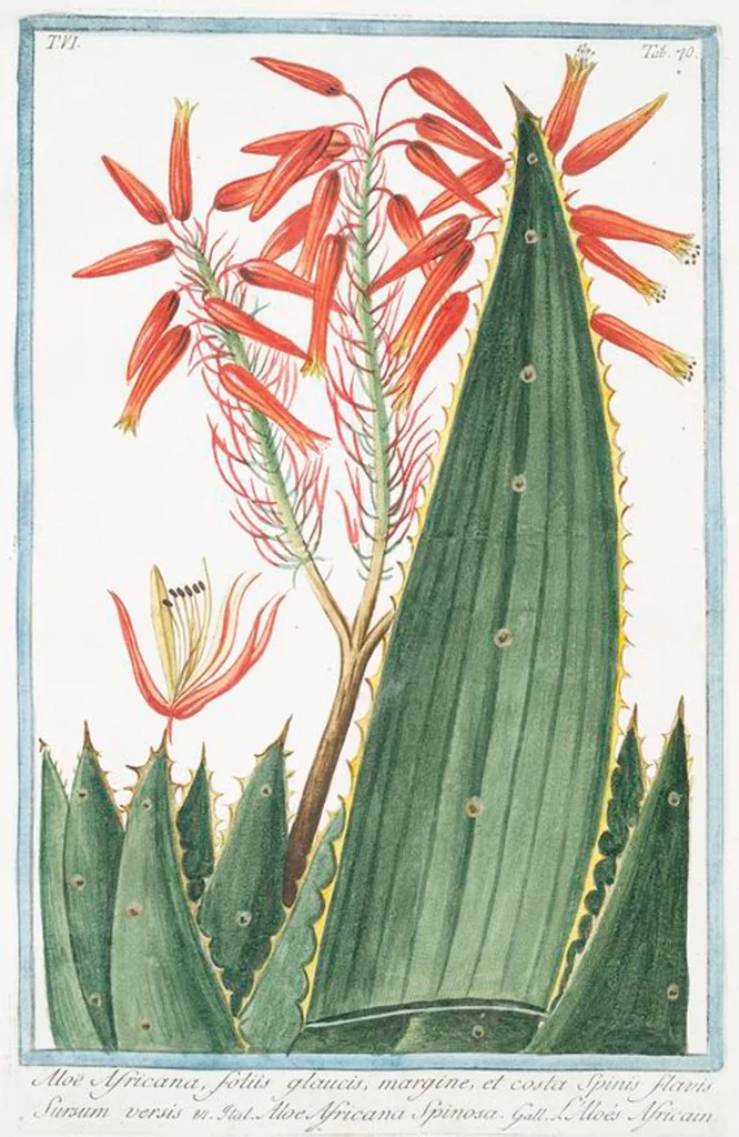 An illustration from Hortus Romanus plantaru, 1772, leaf 582