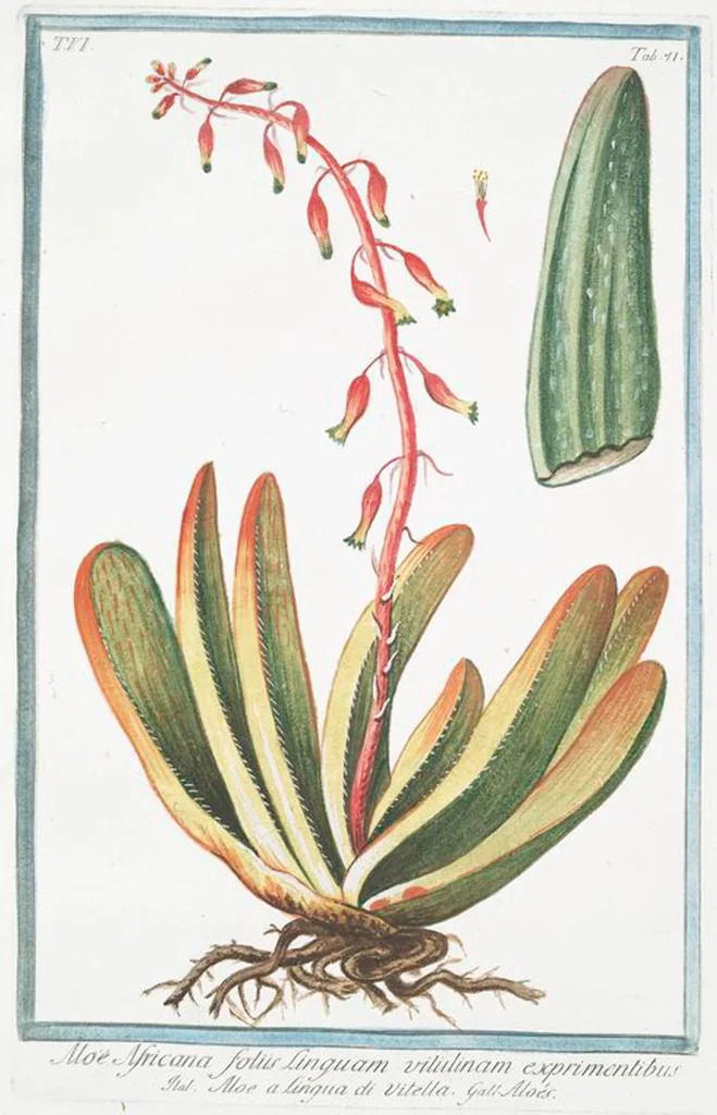 An illustration from Hortus Romanus plantaru, 1772, leaf 583