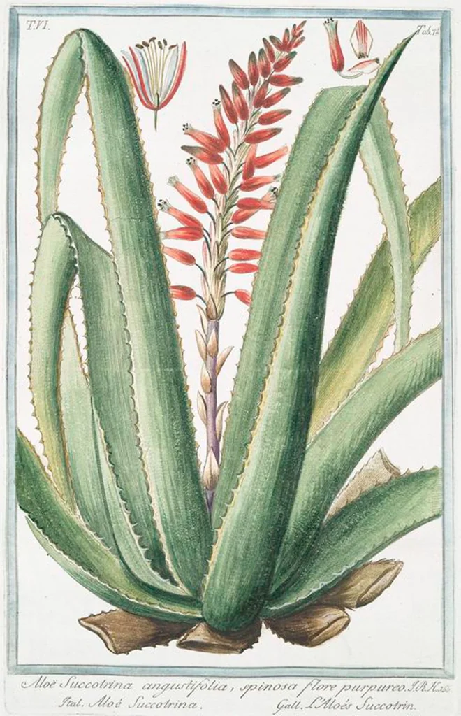 An illustration from Hortus Romanus plantaru, 1772, leaf 585