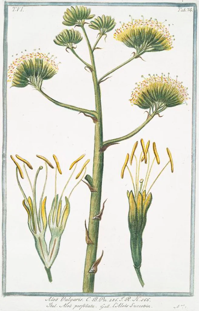 An illustration from Hortus Romanus plantaru, 1772, leaf 586