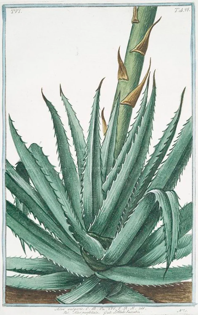 An illustration from Hortus Romanus plantaru, 1772, leaf 587