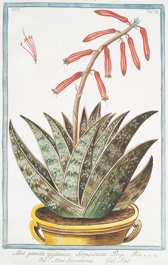 An illustration from Hortus Romanus plantaru, 1772, leaf 588