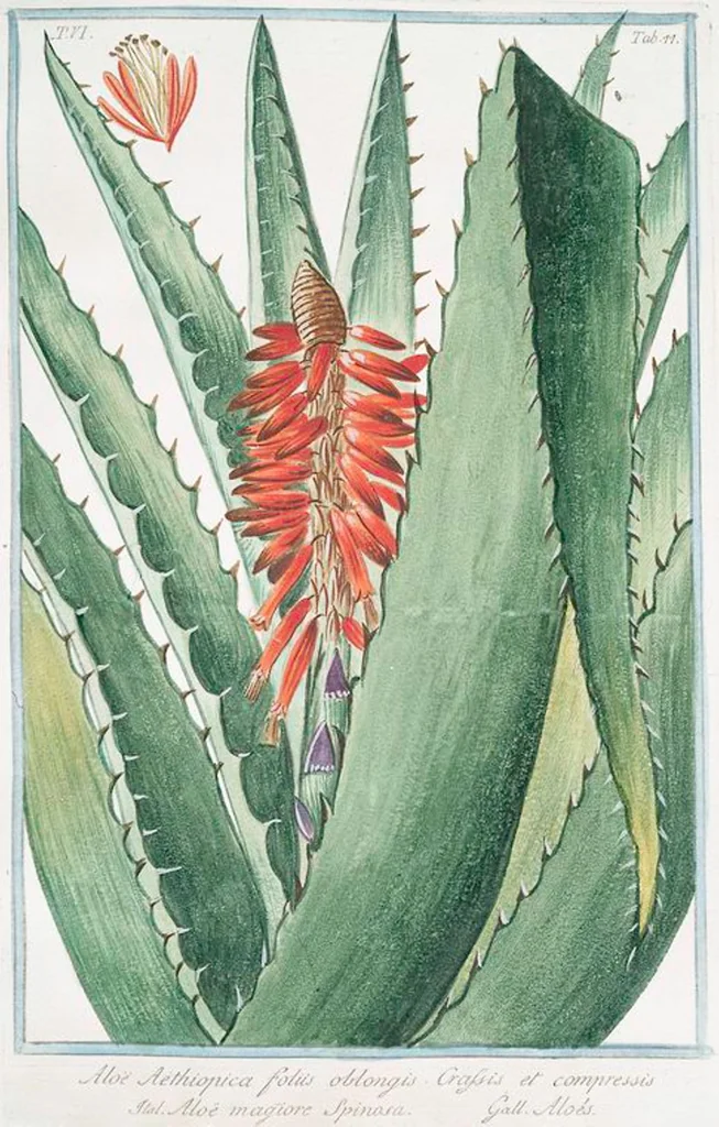 An illustration from Hortus Romanus plantaru, 1772, leaf 589