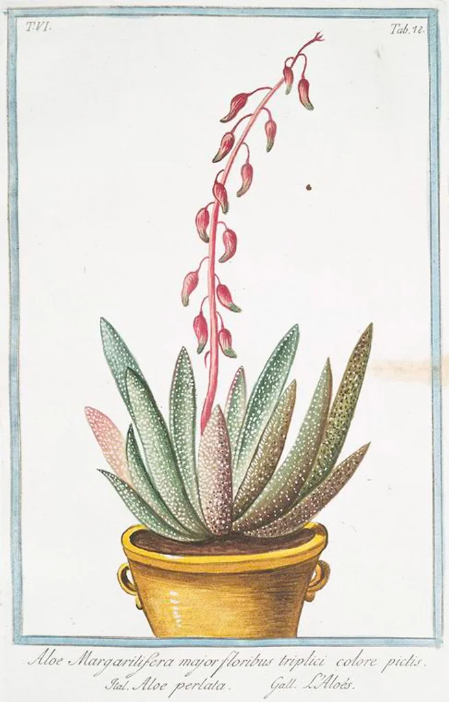 An illustration from Hortus Romanus plantaru, 1772, leaf 590