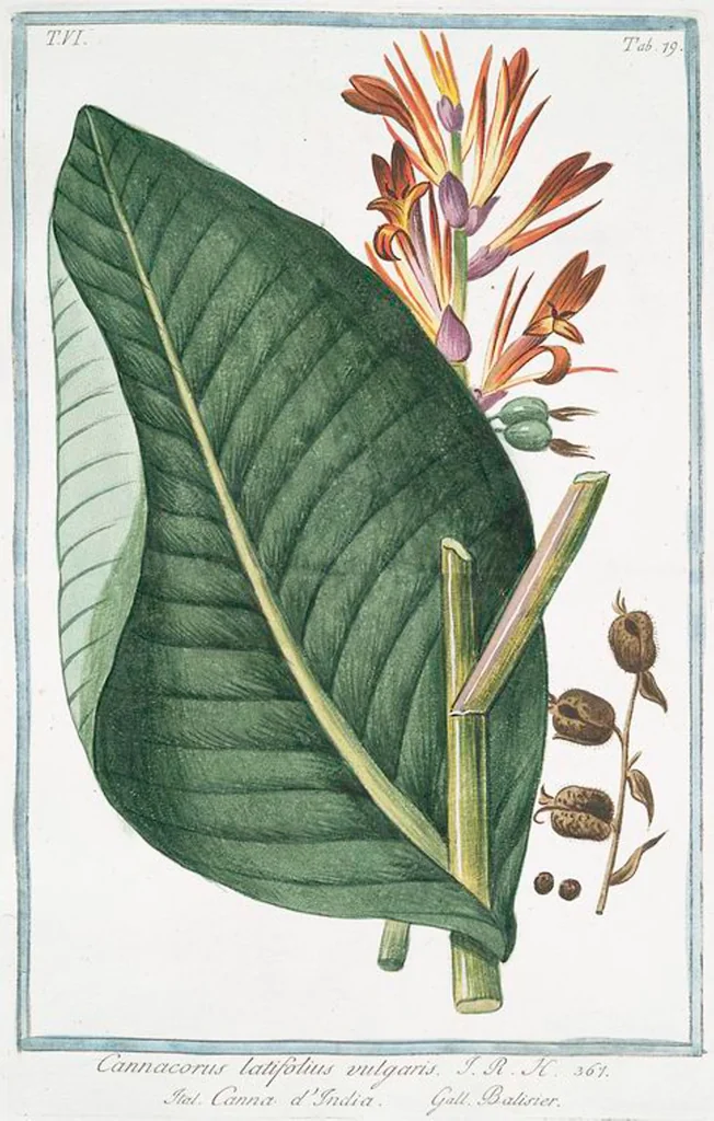 An illustration from Hortus Romanus plantaru, 1772, leaf 591