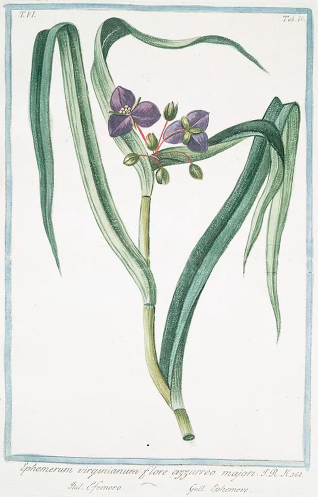 An illustration from Hortus Romanus plantaru, 1772, leaf 592