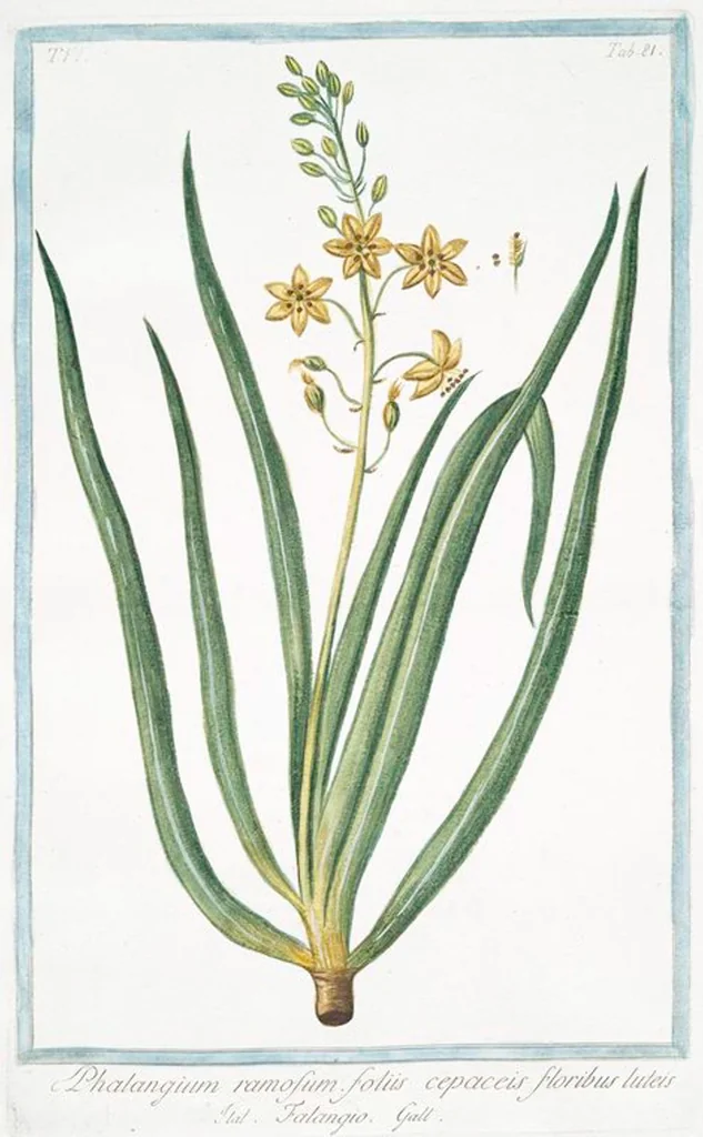 An illustration from Hortus Romanus plantaru, 1772, leaf 593