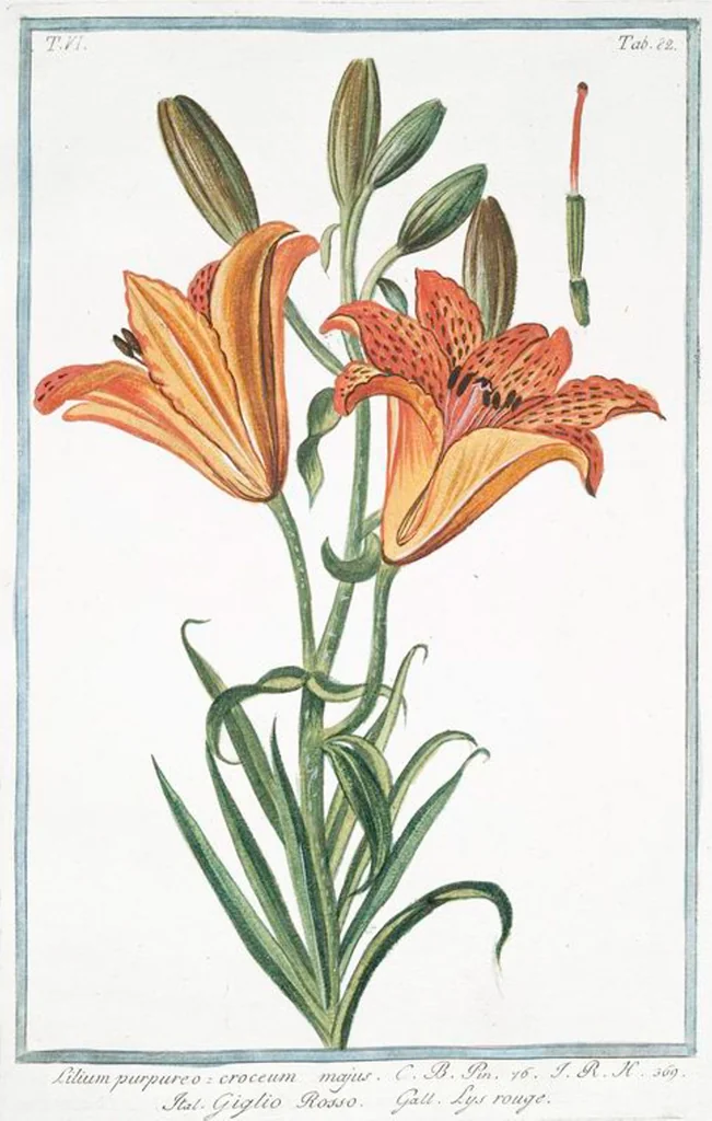 An illustration from Hortus Romanus plantaru, 1772, leaf 594