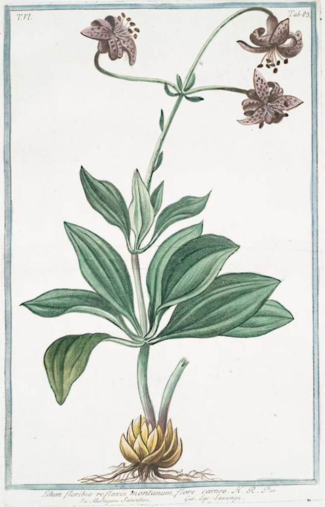 An illustration from Hortus Romanus plantaru, 1772, leaf 595