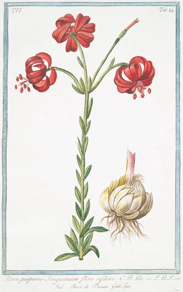An illustration from Hortus Romanus plantaru, 1772, leaf 596
