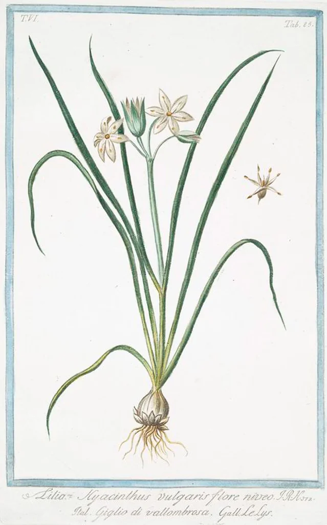 An illustration from Hortus Romanus plantaru, 1772, leaf 597
