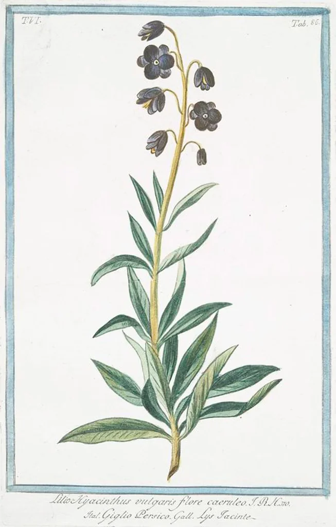 An illustration from Hortus Romanus plantaru, 1772, leaf 598