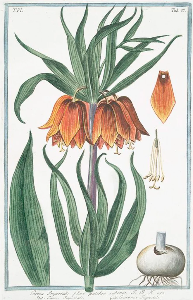 An illustration from Hortus Romanus plantaru, 1772, leaf 599