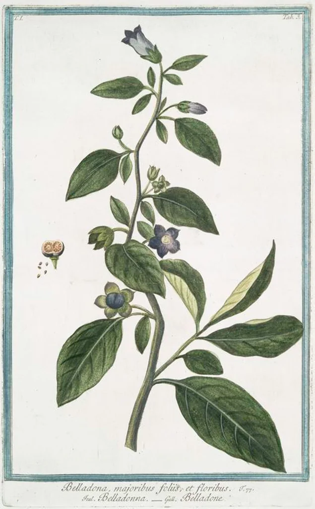 An illustration from Hortus Romanus plantaru, 1772, leaf 6