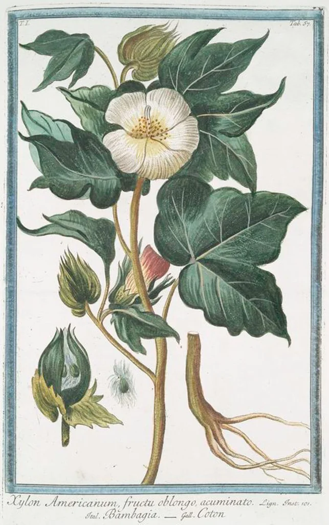 An illustration from Hortus Romanus plantaru, 1772, leaf 60