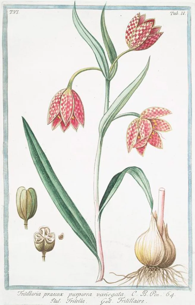 An illustration from Hortus Romanus plantaru, 1772, leaf 600