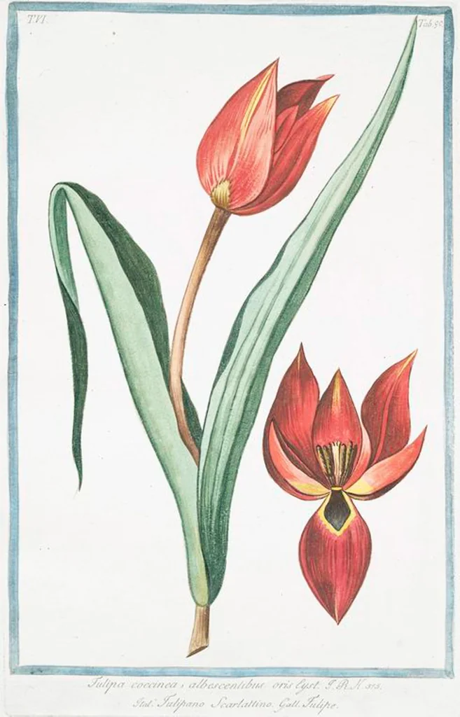 An illustration from Hortus Romanus plantaru, 1772, leaf 602