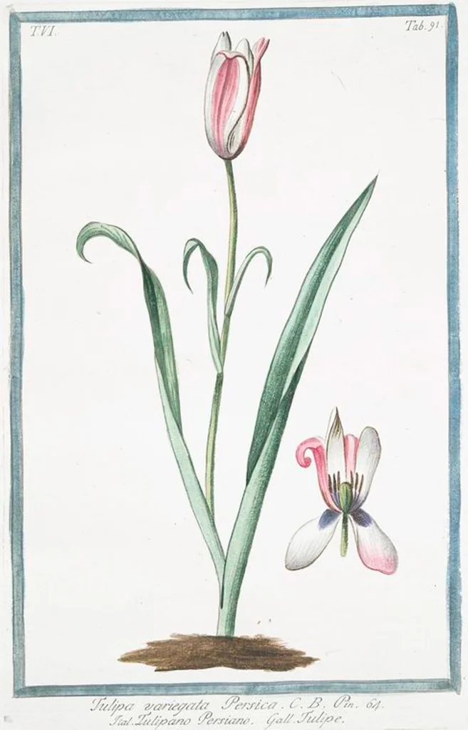 An illustration from Hortus Romanus plantaru, 1772, leaf 603