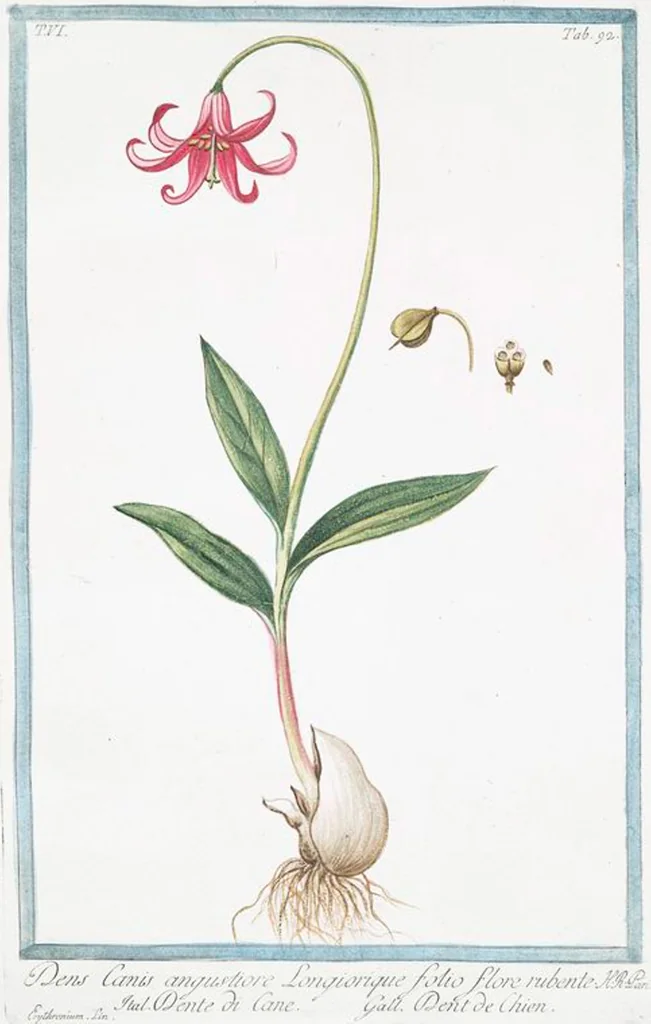 An illustration from Hortus Romanus plantaru, 1772, leaf 604