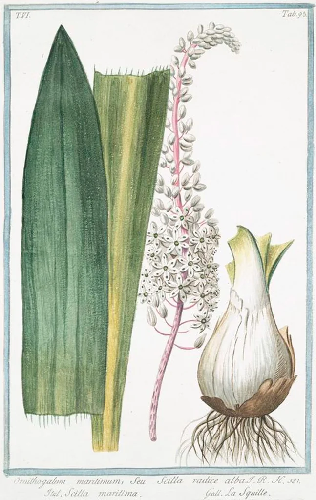 An illustration from Hortus Romanus plantaru, 1772, leaf 605