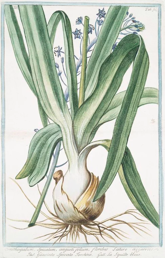 An illustration from Hortus Romanus plantaru, 1772, leaf 606
