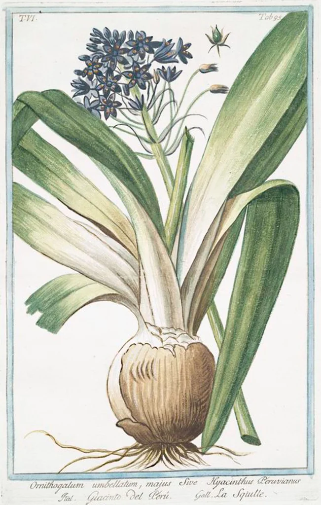An illustration from Hortus Romanus plantaru, 1772, leaf 607