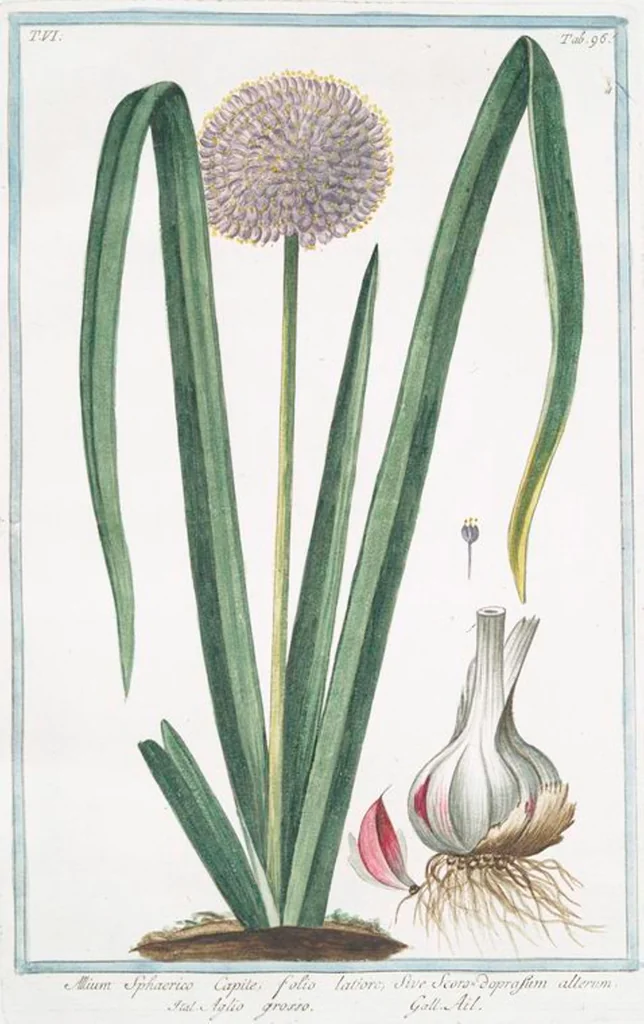 An illustration from Hortus Romanus plantaru, 1772, leaf 608