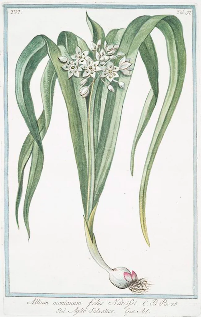 An illustration from Hortus Romanus plantaru, 1772, leaf 609