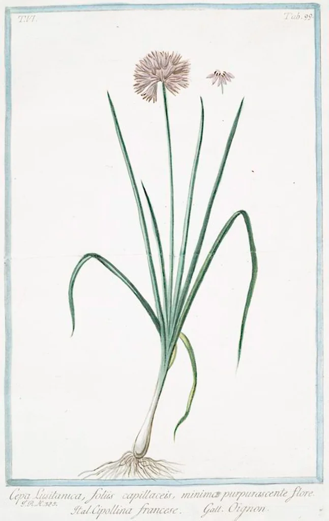 An illustration from Hortus Romanus plantaru, 1772, leaf 611