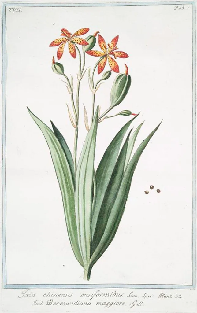 An illustration from Hortus Romanus plantaru, 1772, leaf 614