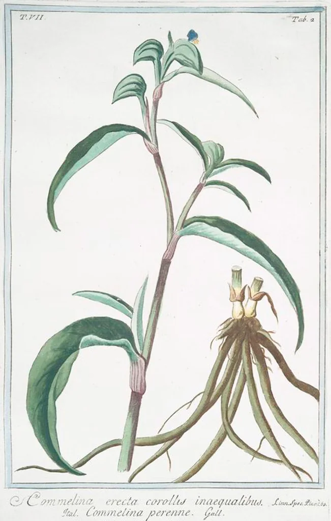 An illustration from Hortus Romanus plantaru, 1772, leaf 615