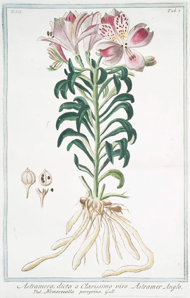 An illustration from Hortus Romanus plantaru, 1772, leaf 616