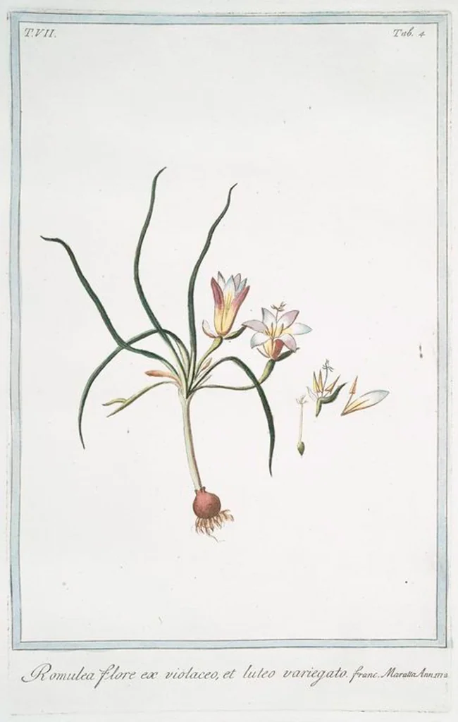 An illustration from Hortus Romanus plantaru, 1772, leaf 617
