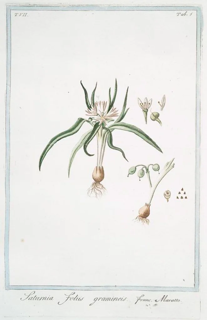 An illustration from Hortus Romanus plantaru, 1772, leaf 618