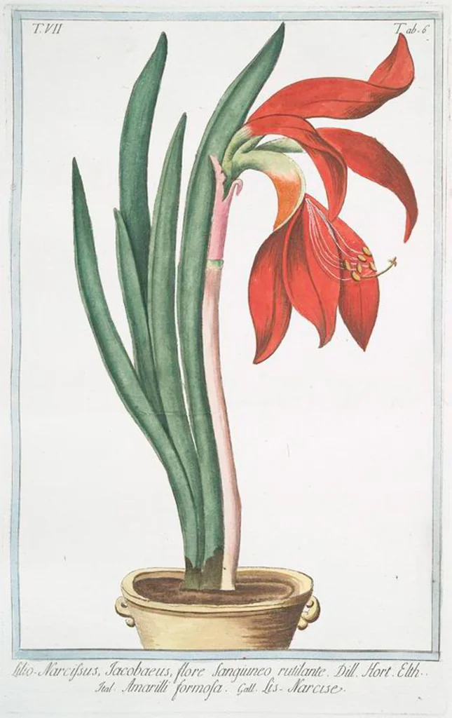 An illustration from Hortus Romanus plantaru, 1772, leaf 619
