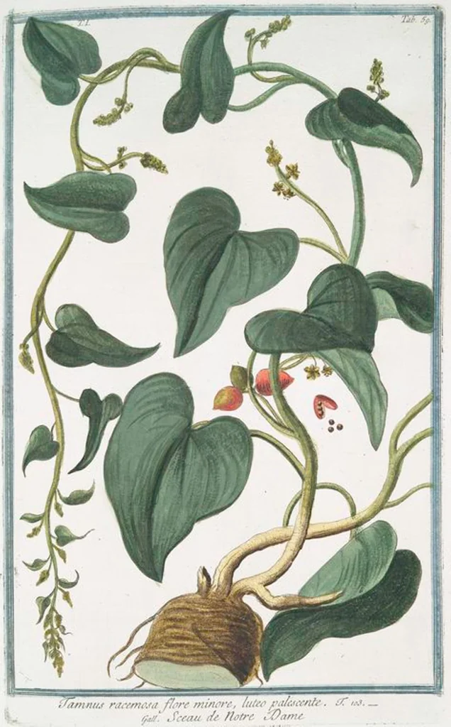 An illustration from Hortus Romanus plantaru, 1772, leaf 62