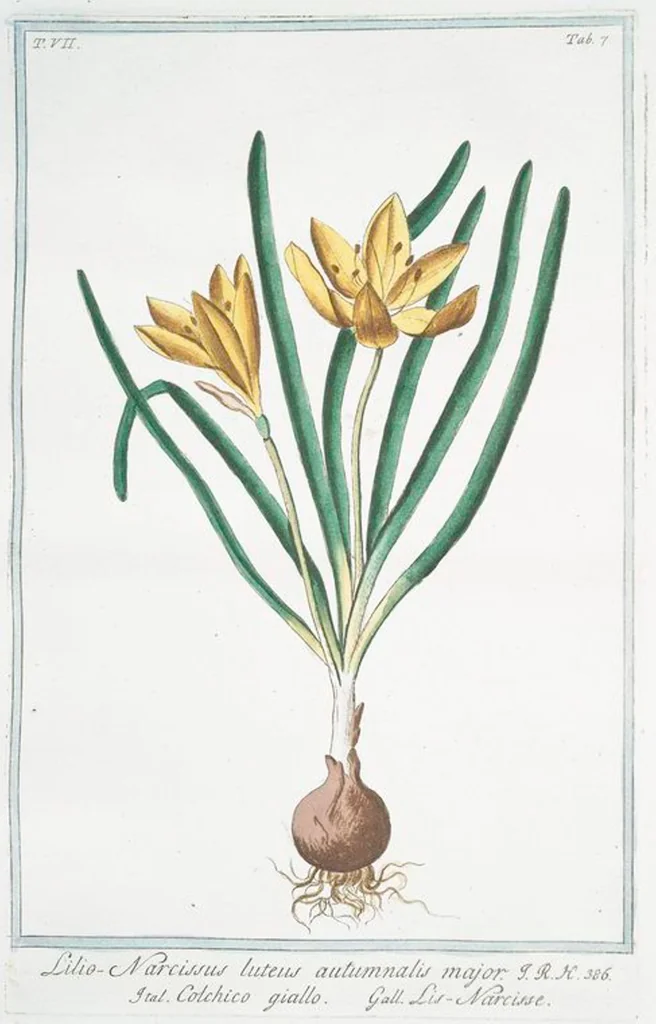 An illustration from Hortus Romanus plantaru, 1772, leaf 620
