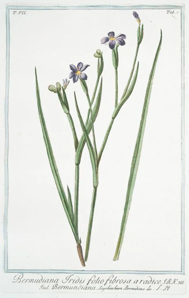 An illustration from Hortus Romanus plantaru, 1772, leaf 621