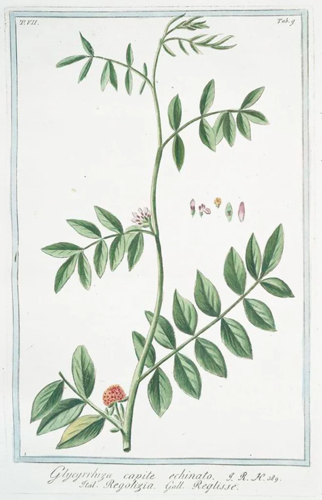 An illustration from Hortus Romanus plantaru, 1772, leaf 622